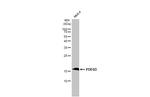 PDE6D Antibody in Western Blot (WB)