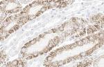 STAR Antibody in Immunohistochemistry (Paraffin) (IHC (P))