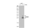 STAR Antibody in Western Blot (WB)