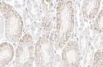 STAR Antibody in Immunohistochemistry (Paraffin) (IHC (P))