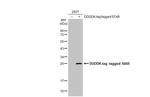 STAR Antibody in Western Blot (WB)