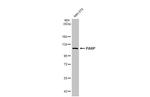 PARP1 Antibody in Western Blot (WB)