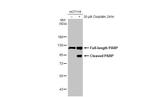 PARP1 Antibody in Western Blot (WB)