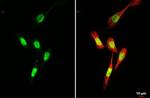 MYOD Antibody in Immunocytochemistry (ICC/IF)