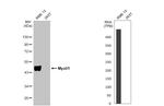 MYOD Antibody in Western Blot (WB)