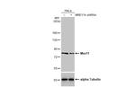 MRE11 Antibody in Western Blot (WB)