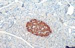 Insulin Antibody in Immunohistochemistry (Paraffin) (IHC (P))