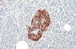 Insulin Antibody in Immunohistochemistry (Paraffin) (IHC (P))