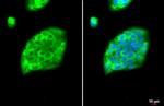 Fibrinogen gamma Antibody in Immunocytochemistry (ICC/IF)