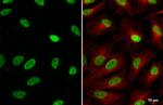 SP1 Antibody in Immunocytochemistry (ICC/IF)