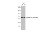 PI3K p85 alpha Antibody in Western Blot (WB)