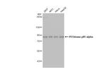 PI3K p85 alpha Antibody in Western Blot (WB)