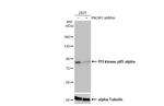 PI3K p85 alpha Antibody in Western Blot (WB)