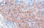 FCER1G Antibody in Immunohistochemistry (Paraffin) (IHC (P))