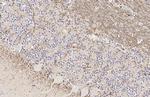 FCER1G Antibody in Immunohistochemistry (Paraffin) (IHC (P))