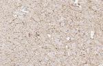 FCER1G Antibody in Immunohistochemistry (Paraffin) (IHC (P))