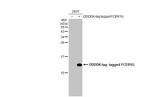 FCER1G Antibody in Western Blot (WB)