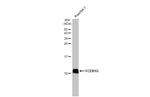 FCER1G Antibody in Western Blot (WB)