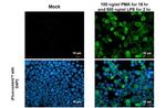 IL-1 beta Antibody in Immunocytochemistry (ICC/IF)