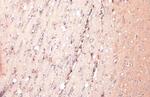 IL-1 beta Antibody in Immunohistochemistry (Paraffin) (IHC (P))