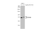 ZC3H12A Antibody in Western Blot (WB)