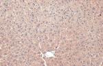 PP2A alpha Antibody in Immunohistochemistry (Paraffin) (IHC (P))