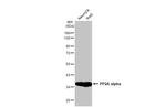 PP2A alpha Antibody in Western Blot (WB)