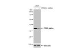 PP2A alpha Antibody in Western Blot (WB)