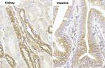 SHB Antibody in Immunohistochemistry (Paraffin) (IHC (P))