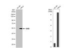 SHB Antibody in Western Blot (WB)