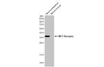 MC1R Antibody in Western Blot (WB)