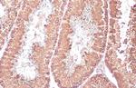 DDX4 Antibody in Immunohistochemistry (Paraffin) (IHC (P))