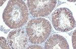 DDX4 Antibody in Immunohistochemistry (Paraffin) (IHC (P))