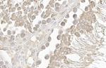 DDX4 Antibody in Immunohistochemistry (Paraffin) (IHC (P))