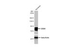 DDX4 Antibody in Western Blot (WB)