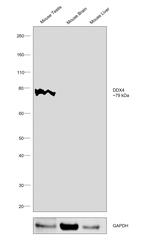 DDX4 Antibody in Western Blot (WB)