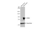 DDX4 Antibody in Western Blot (WB)