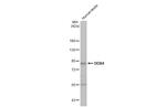 DDX4 Antibody in Western Blot (WB)