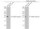 Cardiac Troponin I Antibody in Western Blot (WB)