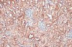 TOMM20 Antibody in Immunohistochemistry (Paraffin) (IHC (P))