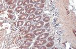 TOMM20 Antibody in Immunohistochemistry (Paraffin) (IHC (P))