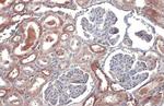 TOMM20 Antibody in Immunohistochemistry (Paraffin) (IHC (P))