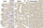 TOMM20 Antibody in Immunohistochemistry (Paraffin) (IHC (P))