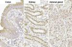 TOMM20 Antibody in Immunohistochemistry (Paraffin) (IHC (P))