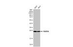 RAB5 Antibody in Western Blot (WB)