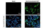 WNT16 Antibody in Immunocytochemistry (ICC/IF)