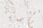 WNT16 Antibody in Immunohistochemistry (Paraffin) (IHC (P))