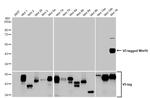 WNT16 Antibody in Western Blot (WB)