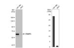 PARP3 Antibody in Western Blot (WB)