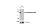 POLB Antibody in Western Blot (WB)